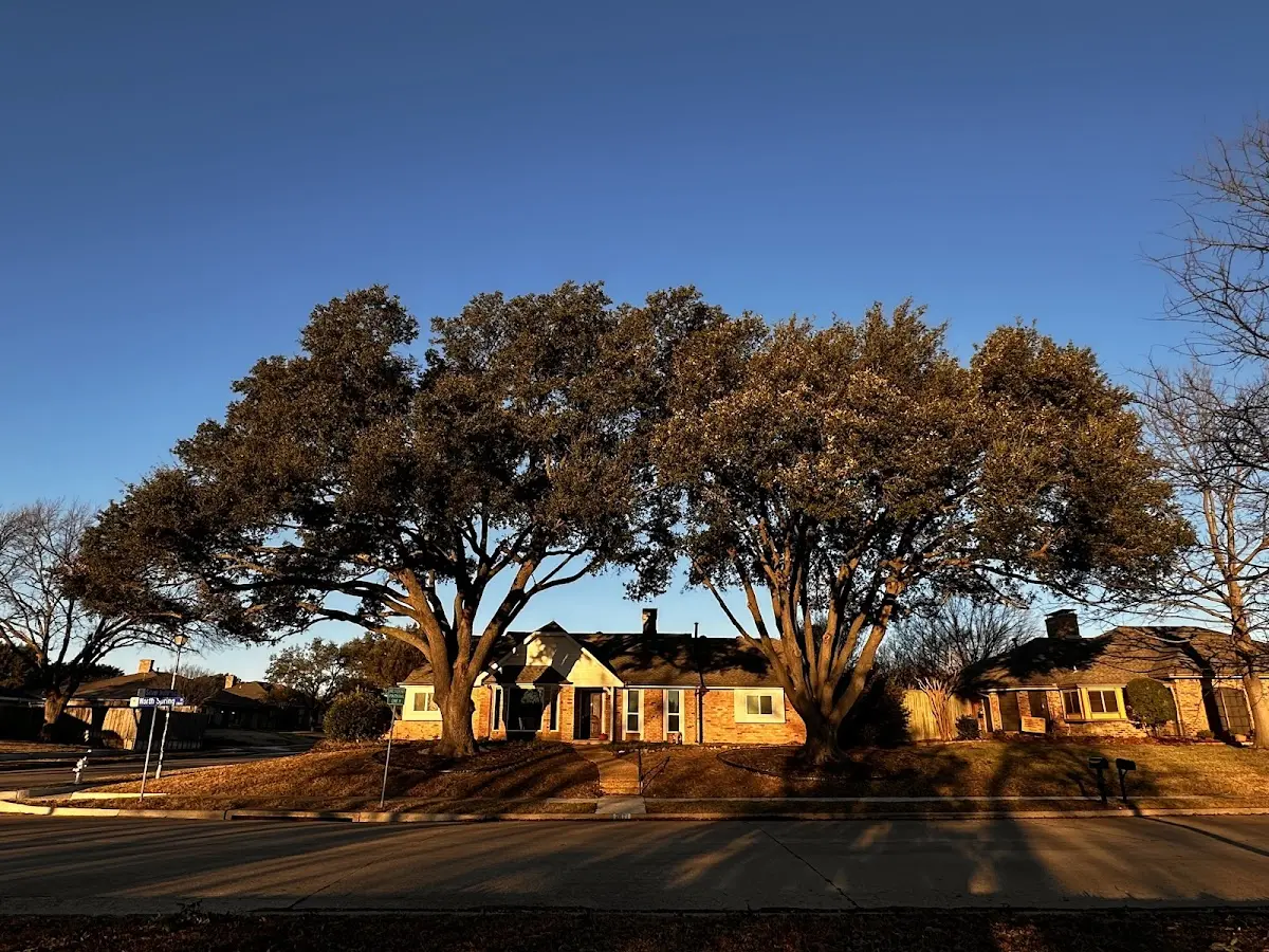 Established residential canopy tree shading a home in Bancroft